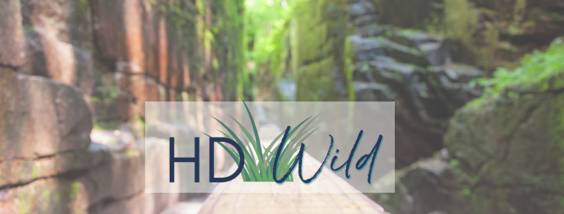HD Wild Cover Photo-2